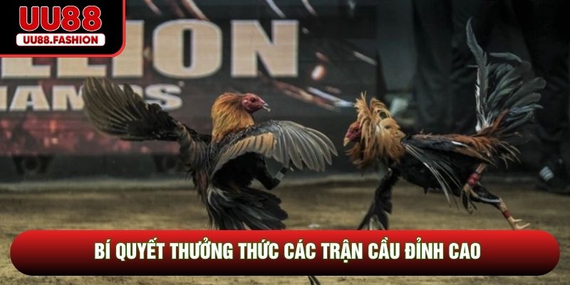 Bí quyết thưởng thức các trận cầu đỉnh cao