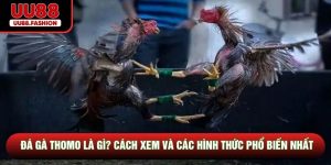 Đá Gà Thomo Là Gì? Cách Xem và Các Hình Thức Phổ Biến Nhất