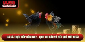 Đá Gà Trực Tiếp Hôm Nay - Lịch Thi Đấu Và Kết Quả Mới Nhất