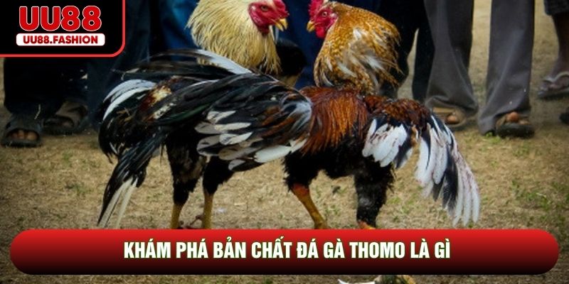 Khám phá bản chất đá gà Thomo là gì
