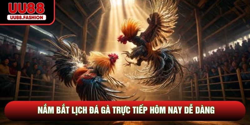 Nắm bắt lịch đá gà trực tiếp hôm nay dễ dàng